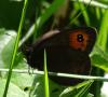 Erebia meolans